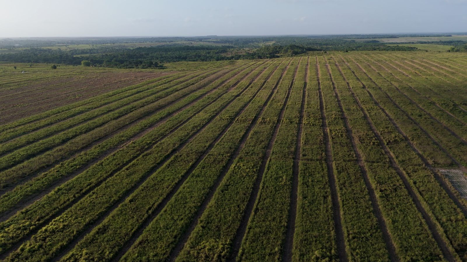 Linhas de implantação em área produtiva da BioAmaz